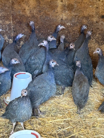 Female guinea fowl keets