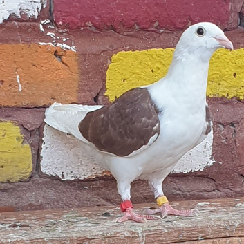 Saddle racing pigeons for sale