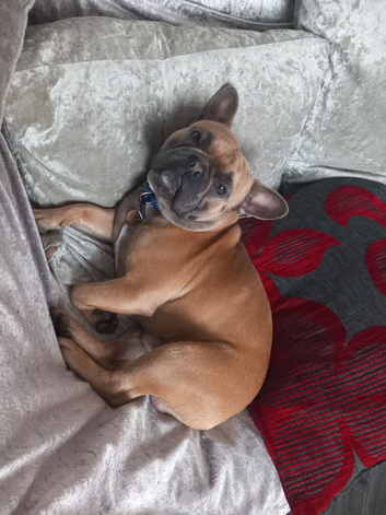 French bulldog male.