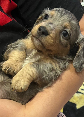 Long haired Dachshund