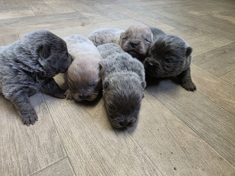 Kc Chow Chow Puppies