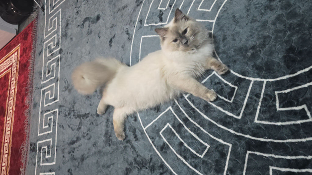 ragdoll