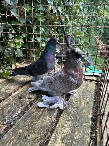 Trumpeters for sale