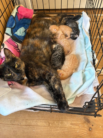 Kittens for sale