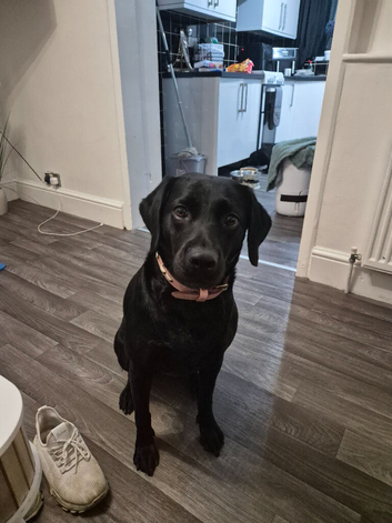 Black labrador