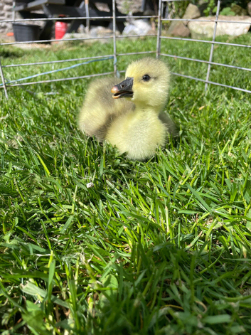 Chinese goslings