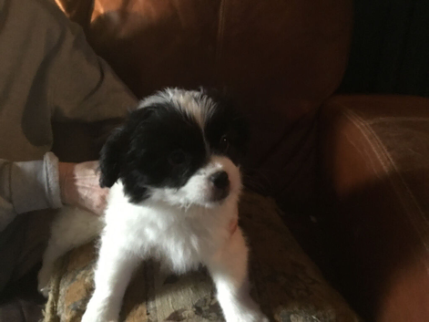 Japanese Chin/Jack Russell cross puppies for sale to good home