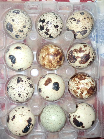 Quail hatching eggs x 12