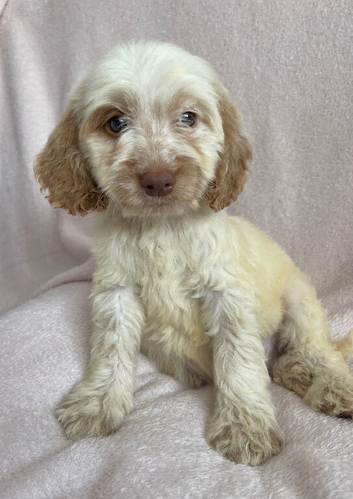 Cockapoo puppies