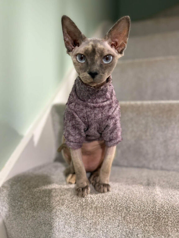 Canadian Sphynx adult