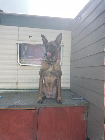 Fully trained family  female Belgian Mali