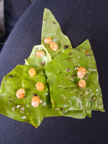 15 live feeder snails for reptiles and amphinians