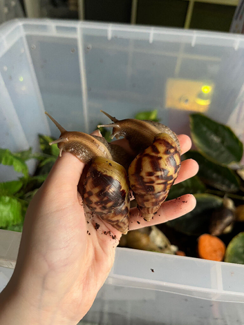 two beautiful Lissachatina fulica