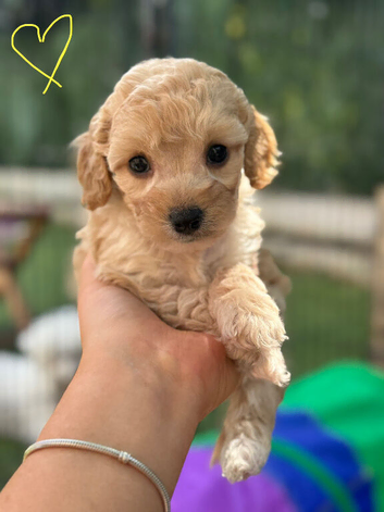 Cavapoochons fully health tested parents