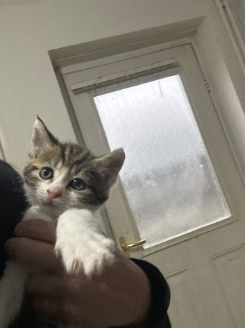 1 boy kitten last one