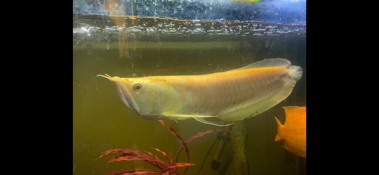 Albino Silver Arowana
