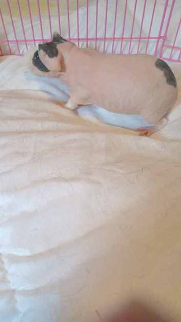 Skinny pig boys for sale