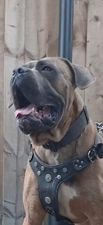 3 Cane corso x extacy bandog pups available