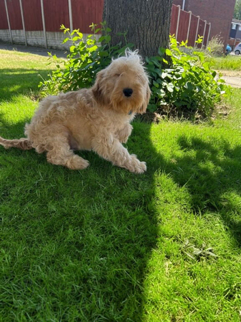 Boris, the cockapoo