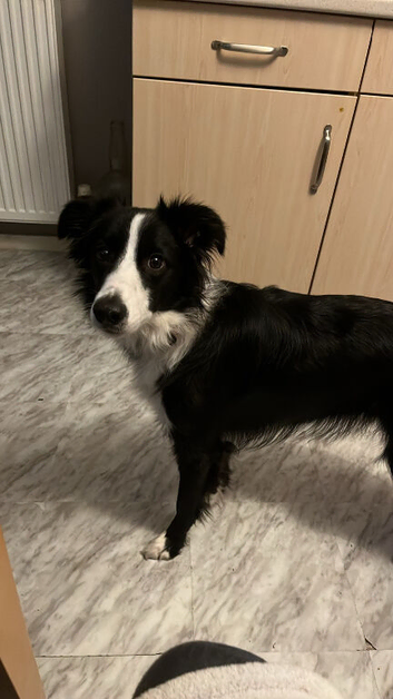 Female collie