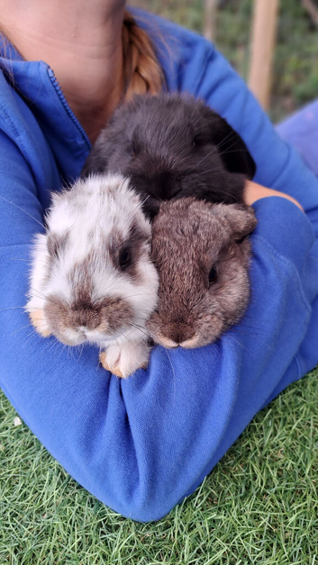 French lop x continental giants
