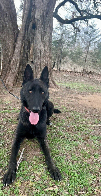 Dutch shepherd