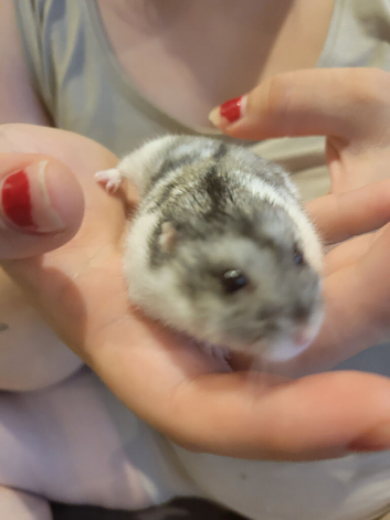 Rosie the dwarf russian hamster
