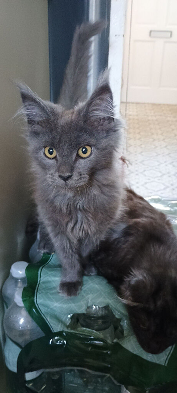 Maine coon kittens