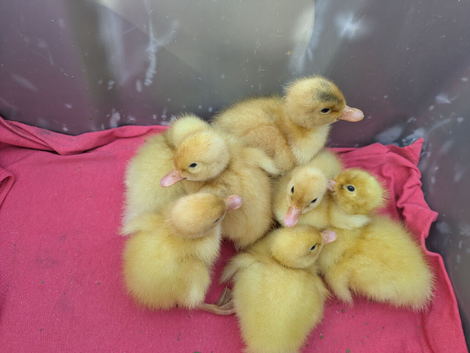 Cherry Valley ducklings available in Sheffield
