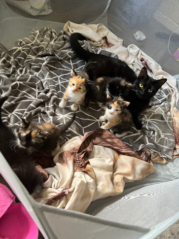 Tortoiseshell kittens