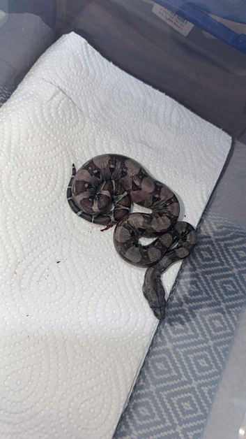 Baby boas
