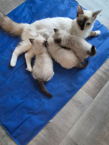 Beautiful ragdoll kittens