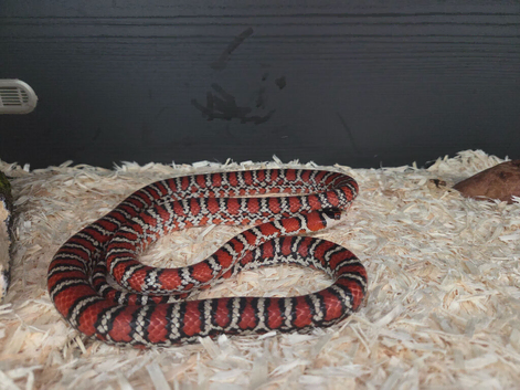 Amazonian mountain kingsnake and full set up