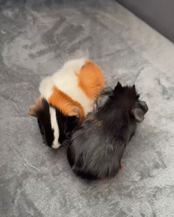 5 weeks old boys