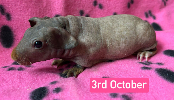 Skinny Pig Sows