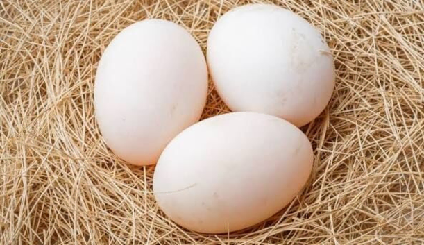 Khaki campbell fertile hatching eggs
