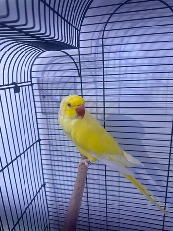 Beautiful rare yellow male Ringneck