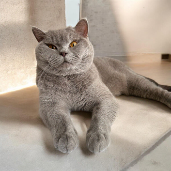 BSH GCCF MALE CAT