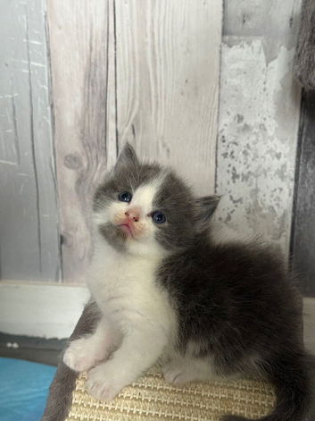 Charming Ragdoll / Turkish Angora Female Kitten Available for Adoption, 6 Weeks Old