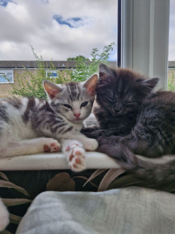 4 x ragdoll x kittens for sale