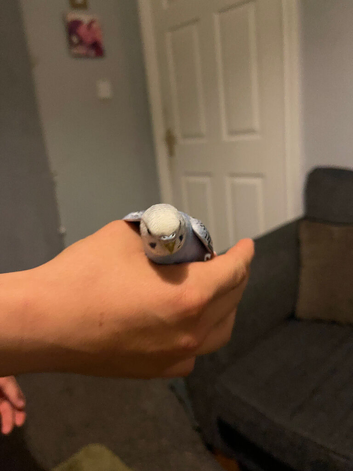 Lovely hand tame budgies