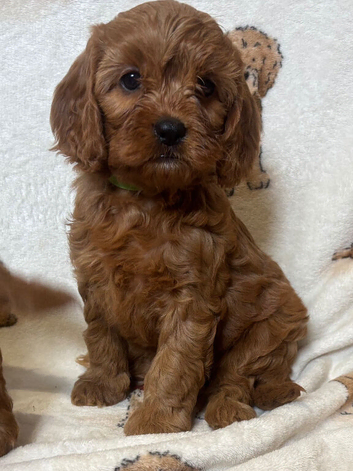 Cavapoo pups ready to leave 20th August