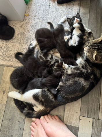 Kittens