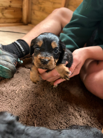 Kc registered cocker spaniel puppies