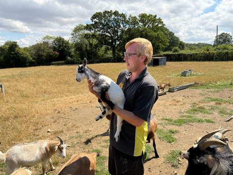Pure Pigmy Goat cuddly and tame