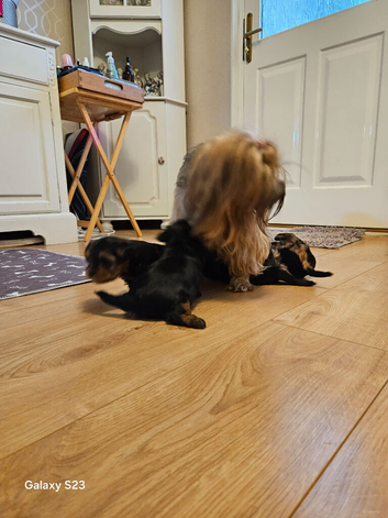 Yorkshire Terrier boys