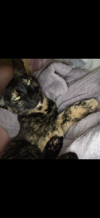 Doris the cat