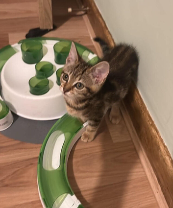 Half Bengal two female kittens