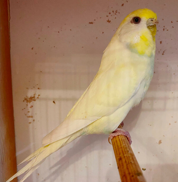 Quality Baby budgies for sale