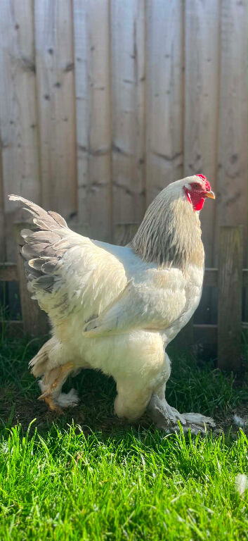 Blue columbian cockerel